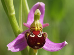 Bee orchid, Oxwich