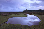 Landimore Marsh, Gower