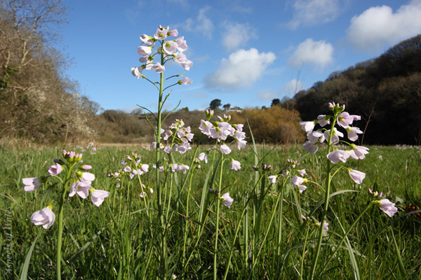 Cuckoo flower meadow, Pwlldu, Gower