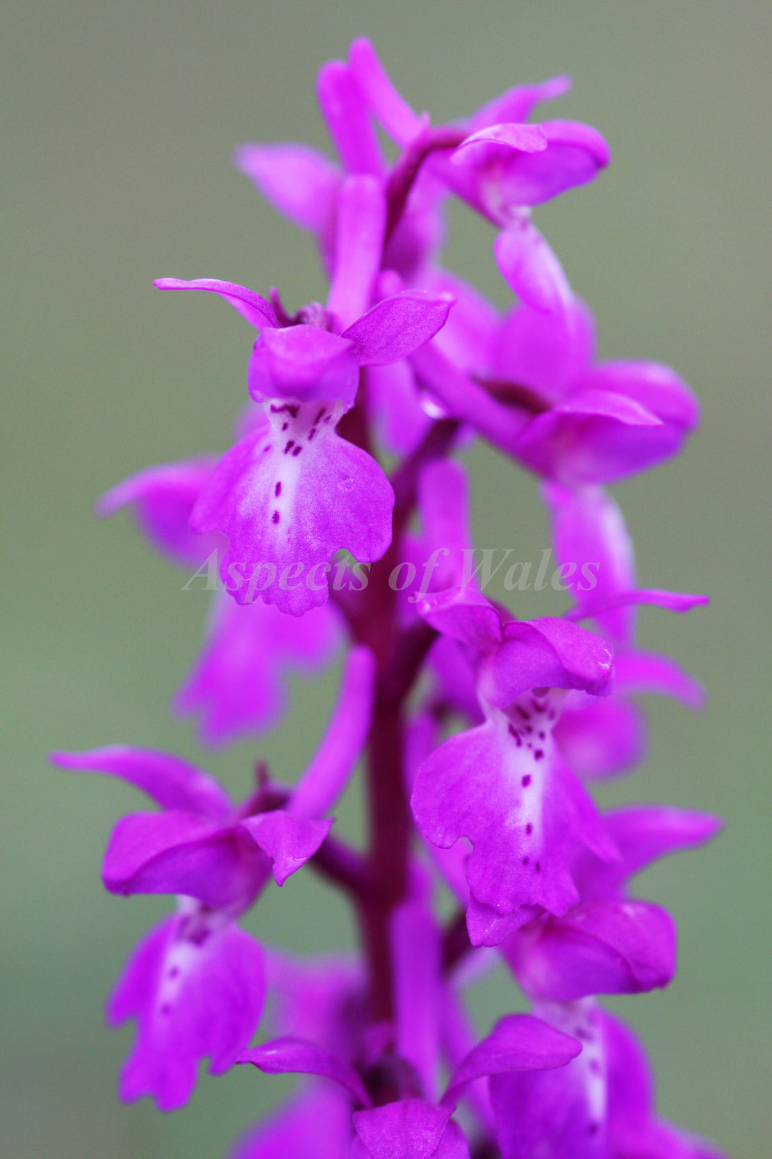Early purple orchid, Orchis mascula