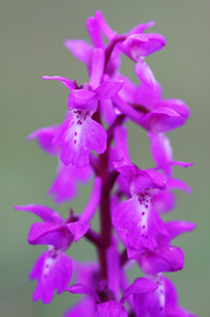 Early purple orchid, Oxwich