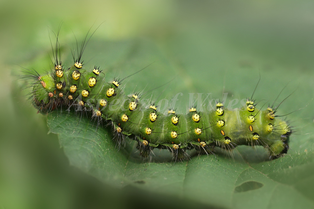 Emperor Moth Caterpillar, Saturnia pavonia