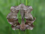 Poplar hawk-moths