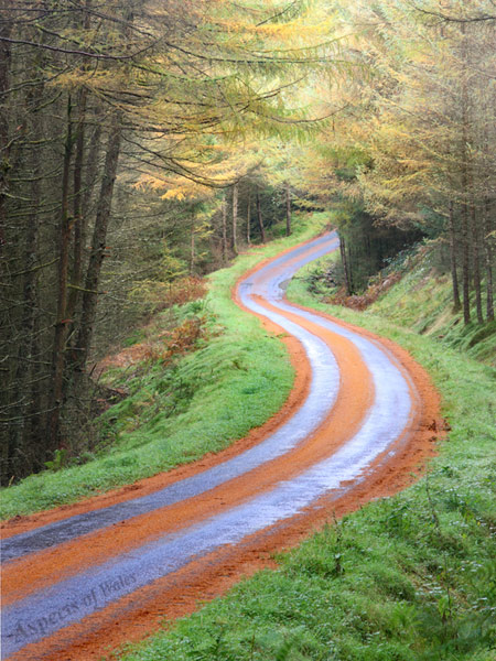 Tywi Forest, Llyn Brianne, Powys