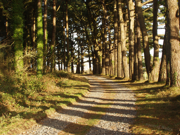 Cwm Ivy, Gower